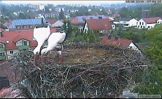 Bild