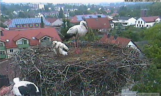 Bild