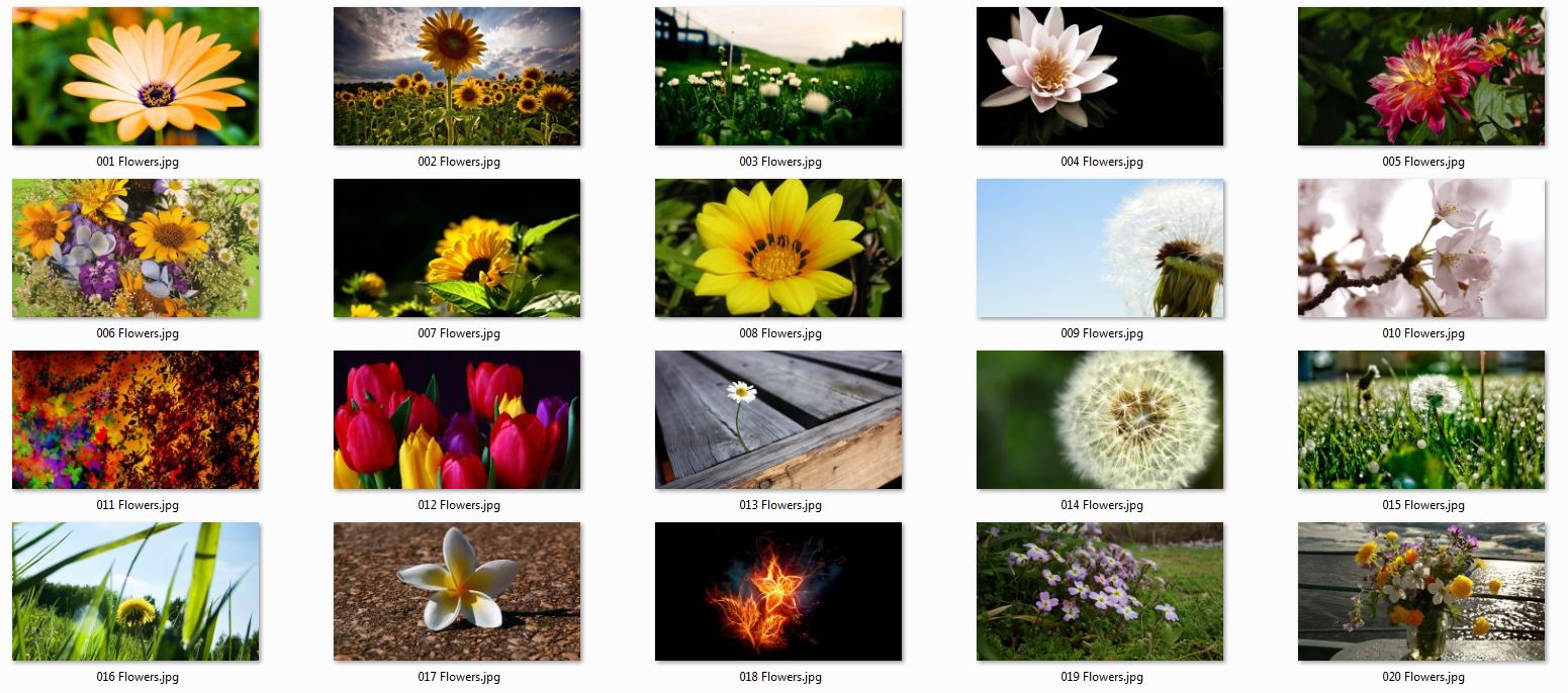 Flowers Full HD Wallpapers